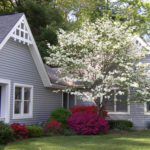 white blooming tree in front of townhome
