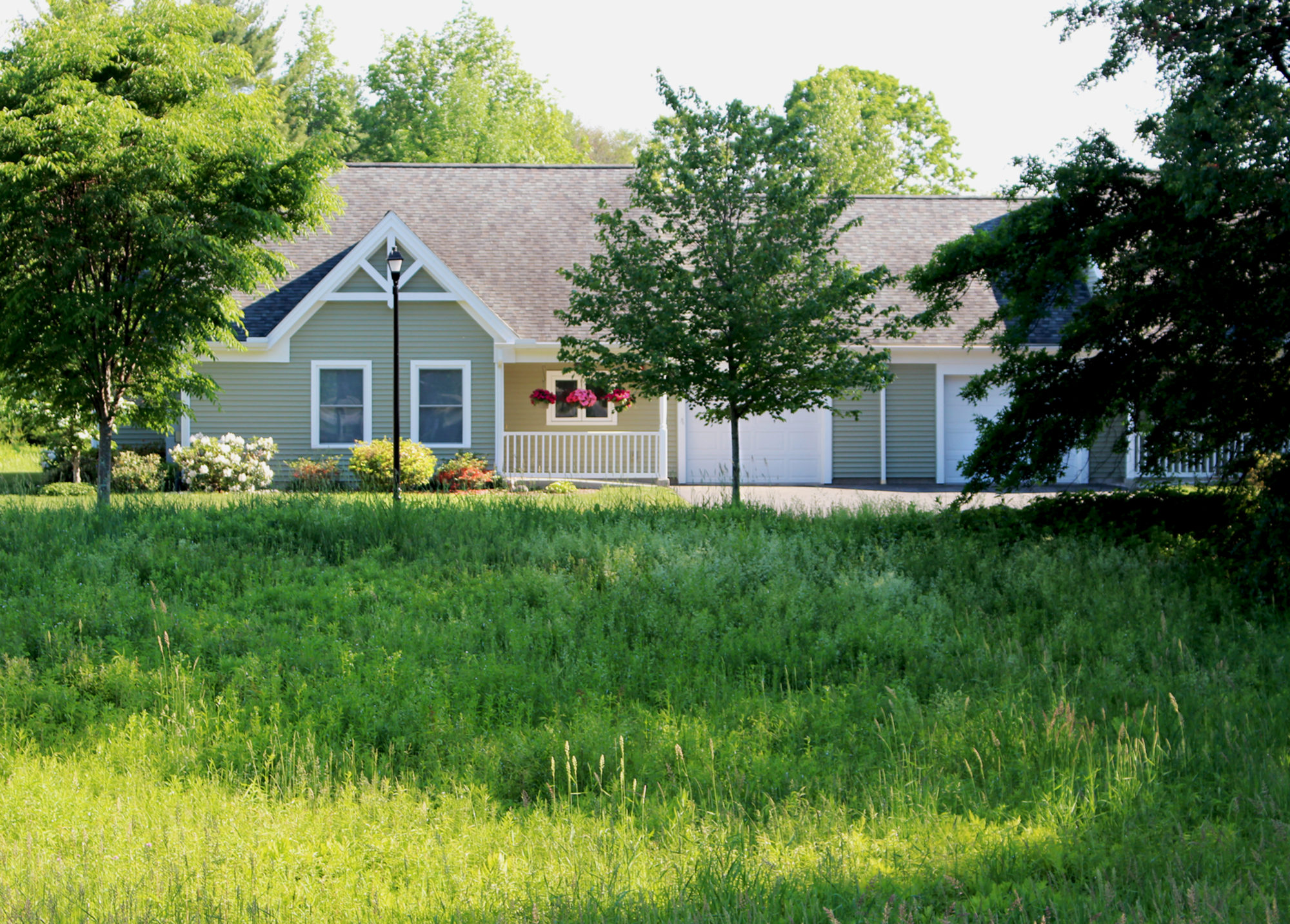 mulberry lane in june
