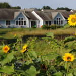 sunflowers behind townhome
