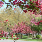 crabapple trees blooming