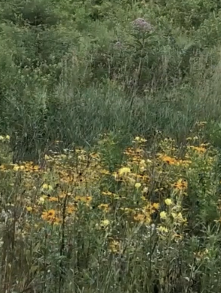 Meadow in Easthampton senior living campus