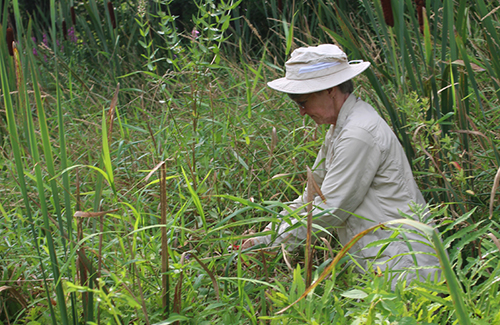 Resident works toward sustainability goals in marshland